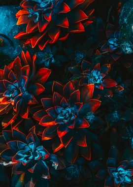 blue red plant