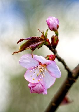 Pink Sakura On Beige