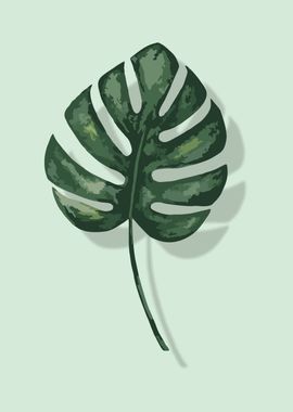 Monstera 