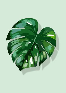 Monstera 