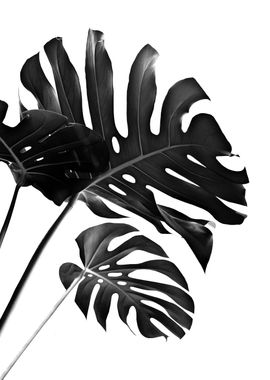 Monstera Finesse 2