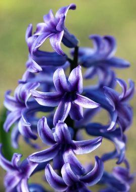 Hyacinthus orientalis