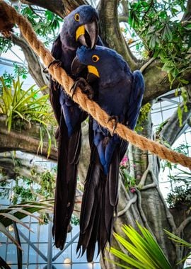 two macaw love