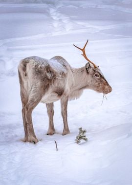 snow brown deer