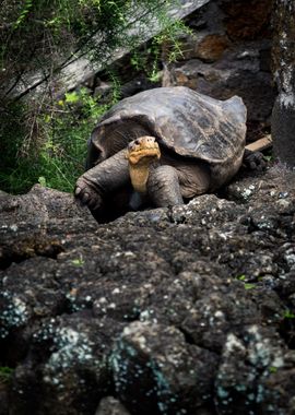 turtle tortoise