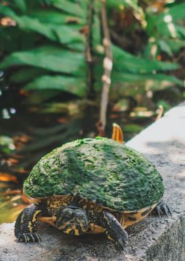 green turtle ledge