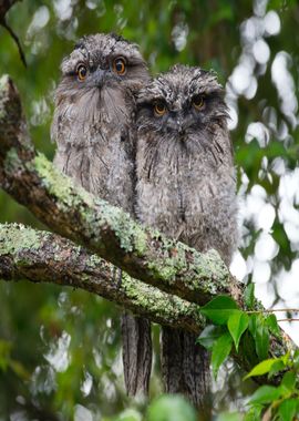 two bird tawny