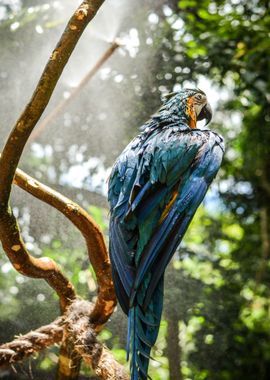 tree macaw