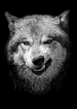 'Wild angry black wolf face' Poster, picture, metal print, paint by MK ...