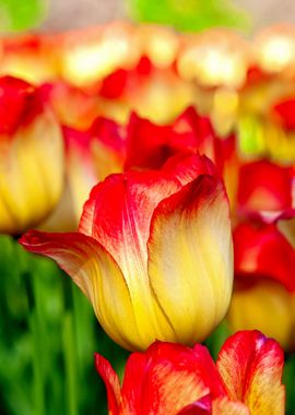 Sunlit Yellow Red Tulips