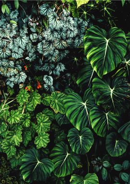 Tropical plant wall