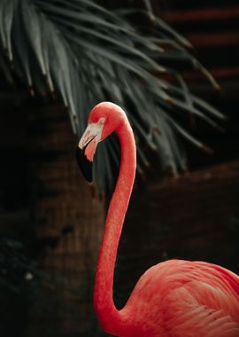 Flamingo