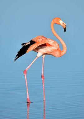 Flamingo