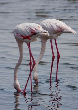 flamingo