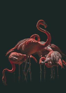 Flamingo