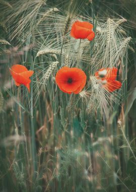 Poppies