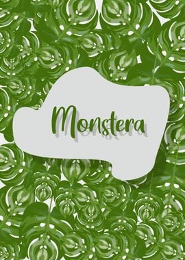 Monstera15