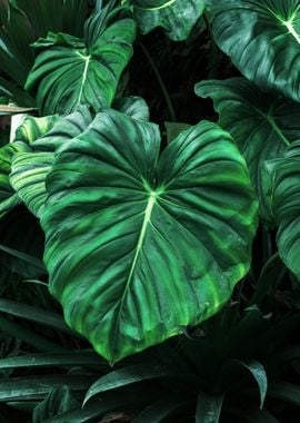 Tropical leaf