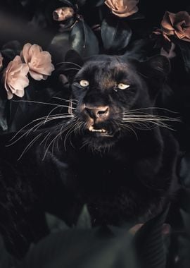 The Black Panther