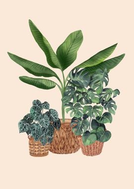 Plants in Baskets 