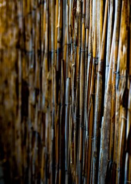 Beautiful Bamboo wall