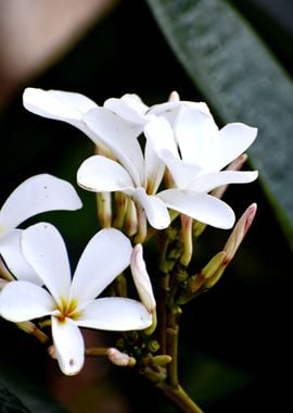 White Flower