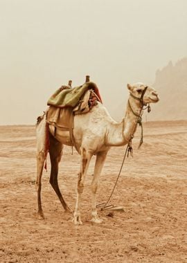 Camel in Desert