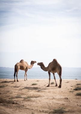 Two Camels in the Desert