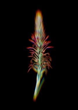 Prism Pitcairnia Latifolia