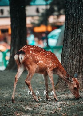 Nara Japan