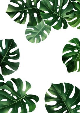 monstera