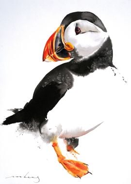 Puffin