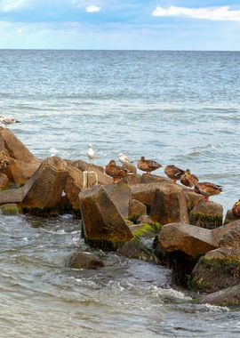 Baltic NorthSea Island