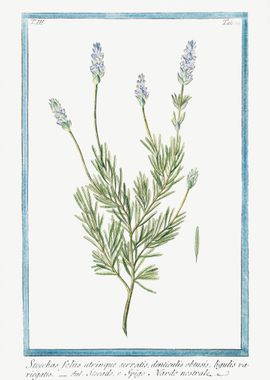 Lavandula