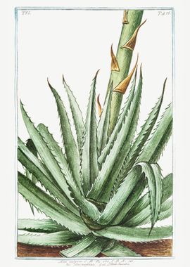 Aloe vulgaris