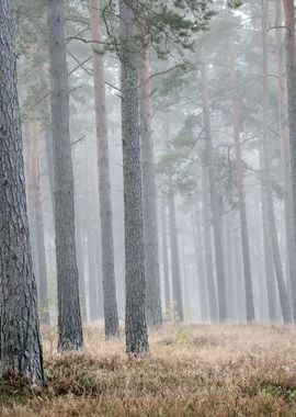 Strong Morning Fog In The