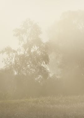 Morning Fog Above The Fiel