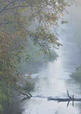 Mornig River And A Forest