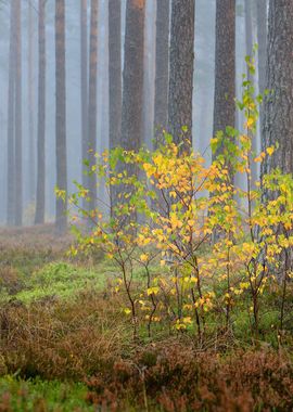 Colorful Lonely Tree In Th