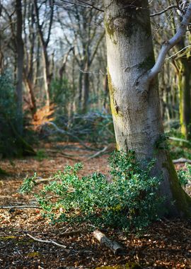 Spring Forest In The Nethe