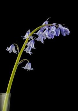 Bunch Of Bluebells