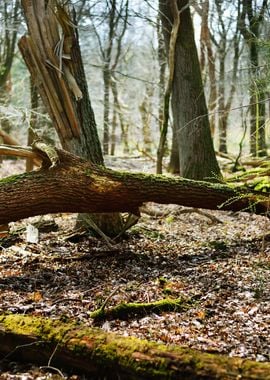 Spring Forest In The Nethe