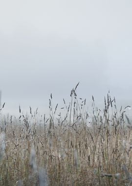 Morning Fog Above The Fiel