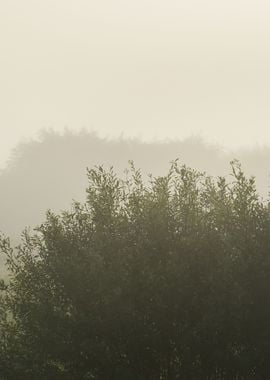 Strong Morning Fog Above T