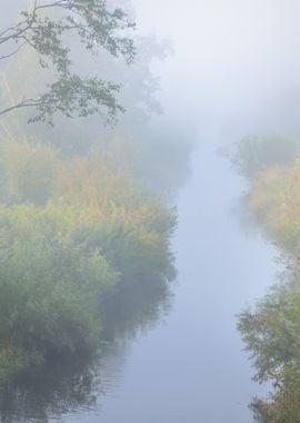 Mornig River And A Forest