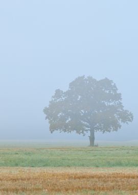 Lonely Tree In The Field D