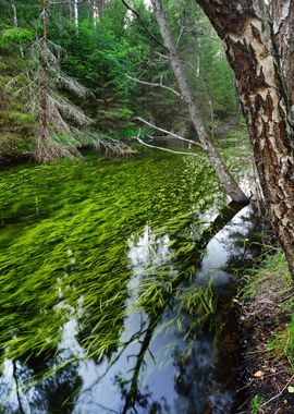 Forest Spring At The Begin