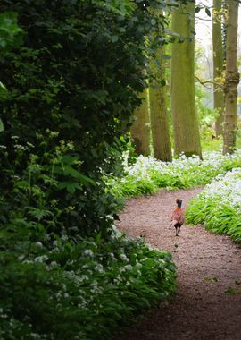 Pheasant In The Forest And