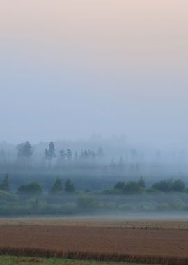 Morning Fog Over The Fores