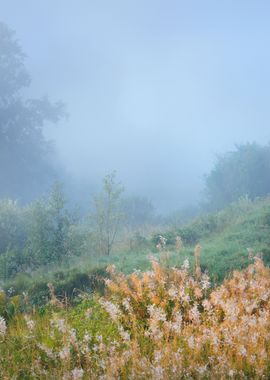 Morning Fog Above The Fiel